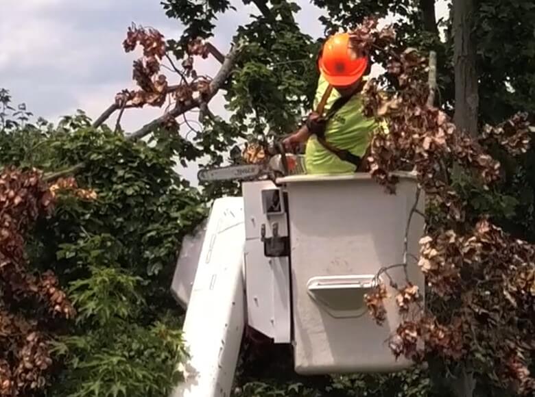 Monster Tree's tree cutter professional