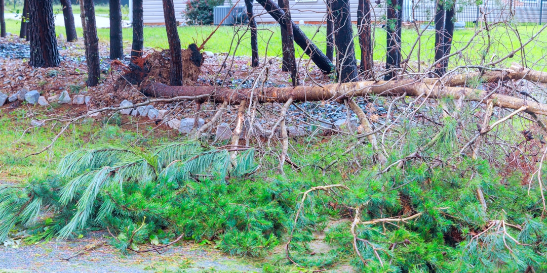 Strong winds caused several branches to fall, creating debris on street trees stand recent weather impact.