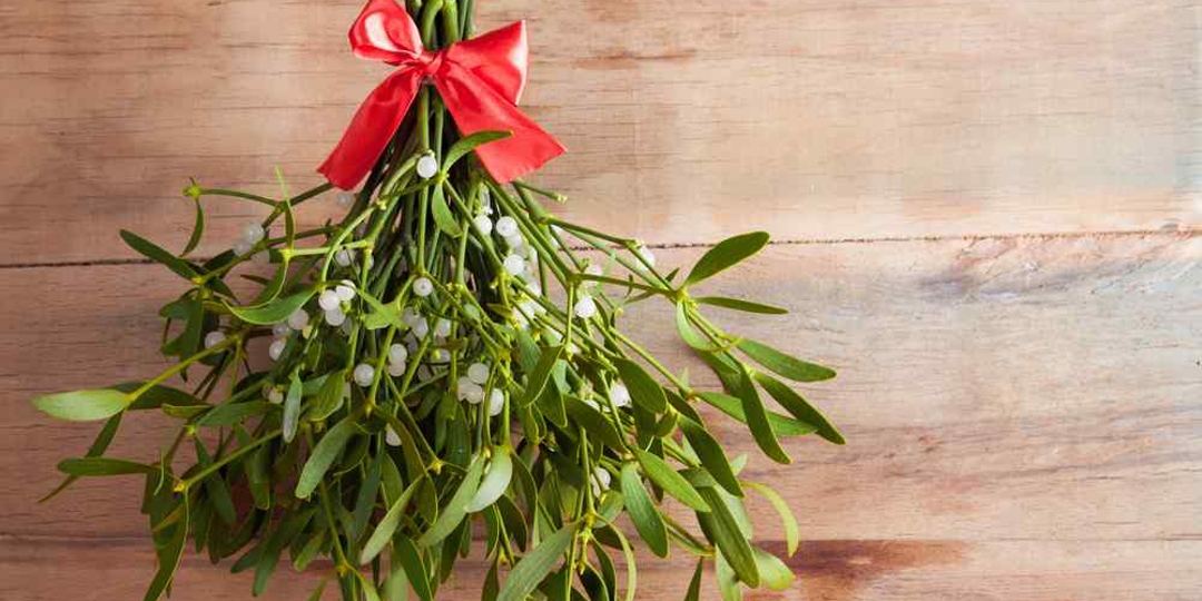 Mistletoe
