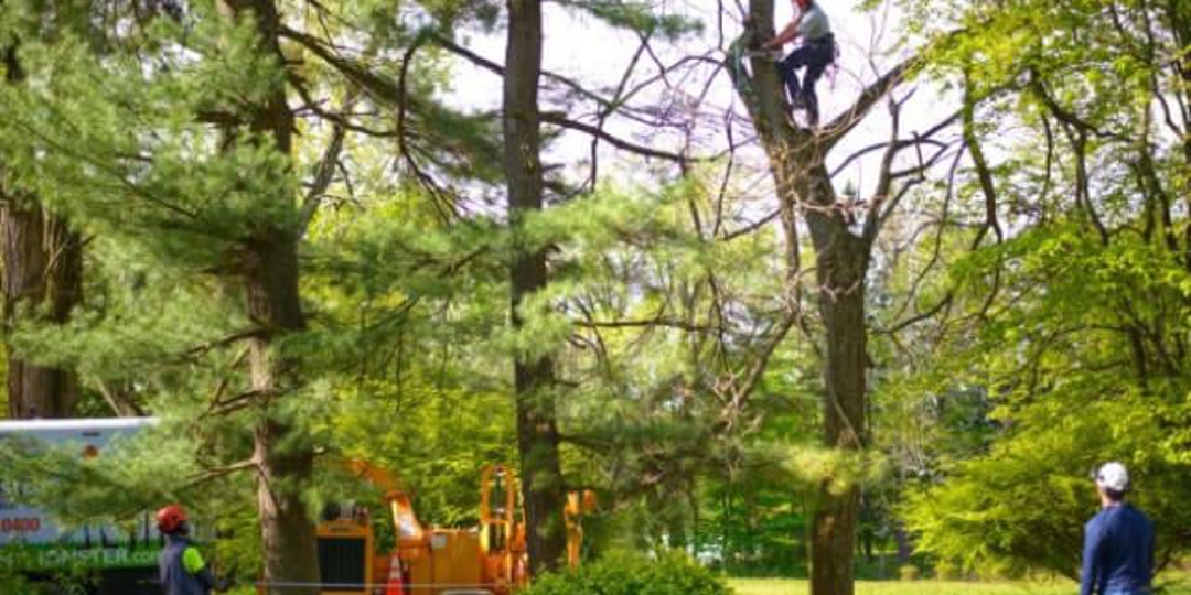 Monster Tree Service