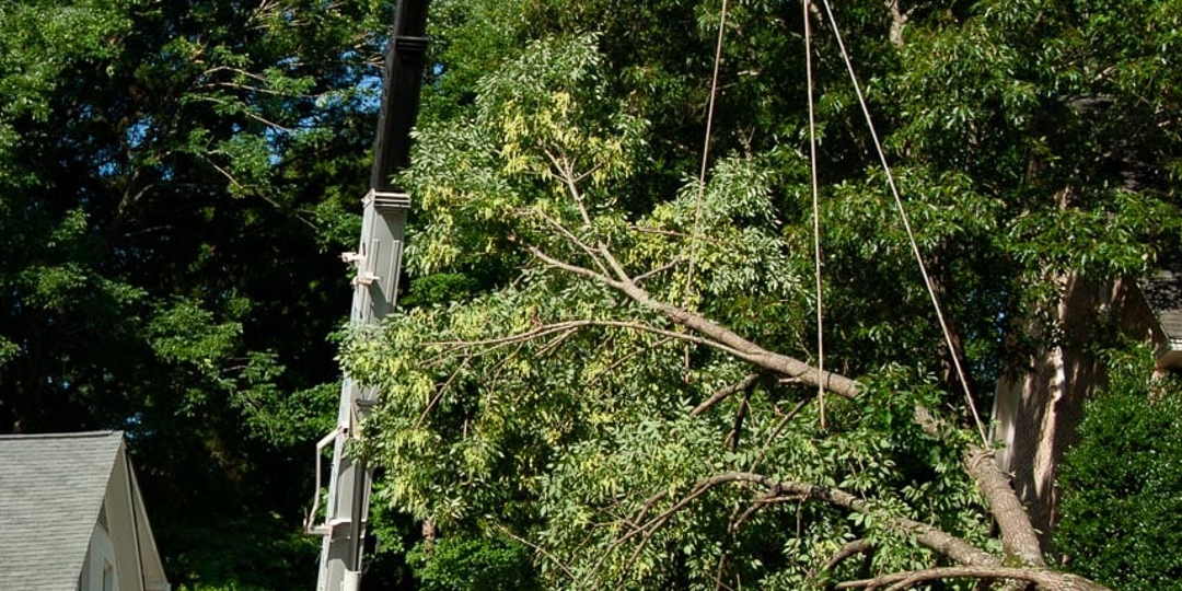 Monster Tree Service Image