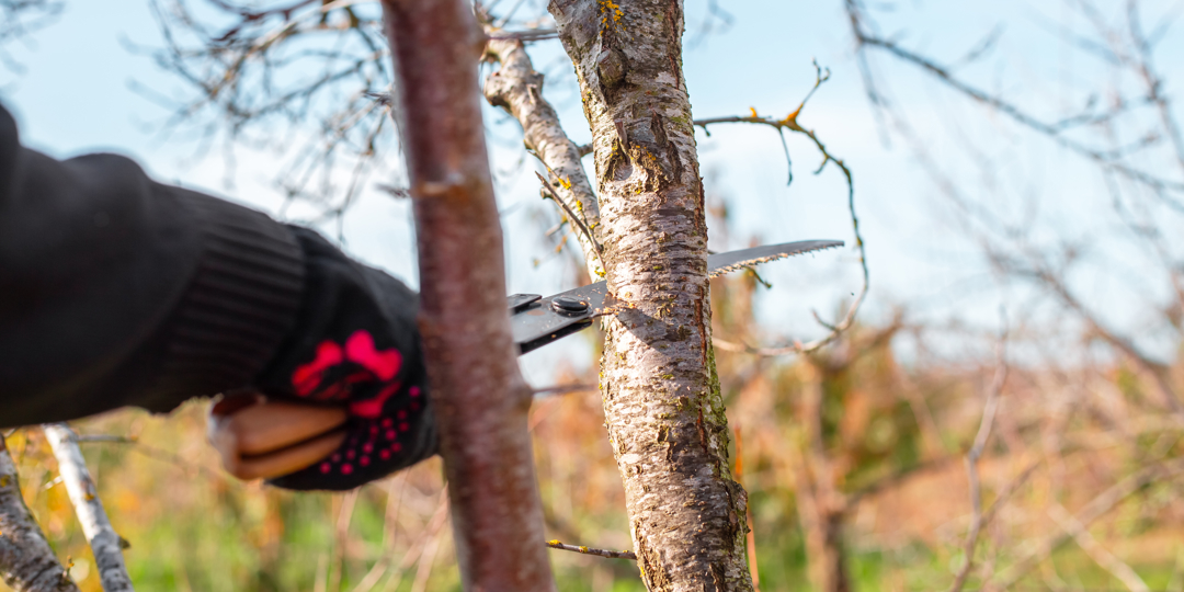 Close-up of hands in black gloves cutting a tree branch with a pruning saw. Garden maintenance, tree trimming, outdoor work, agriculture.