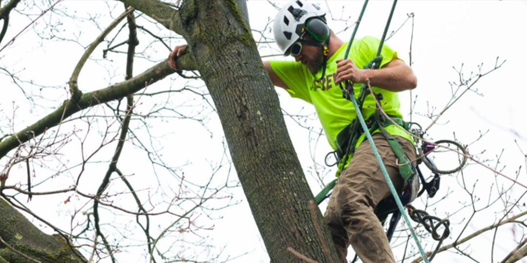 a man working in a tree