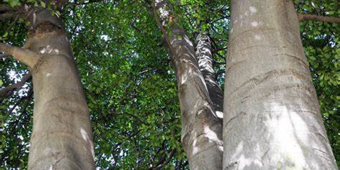 Monster Tree Service