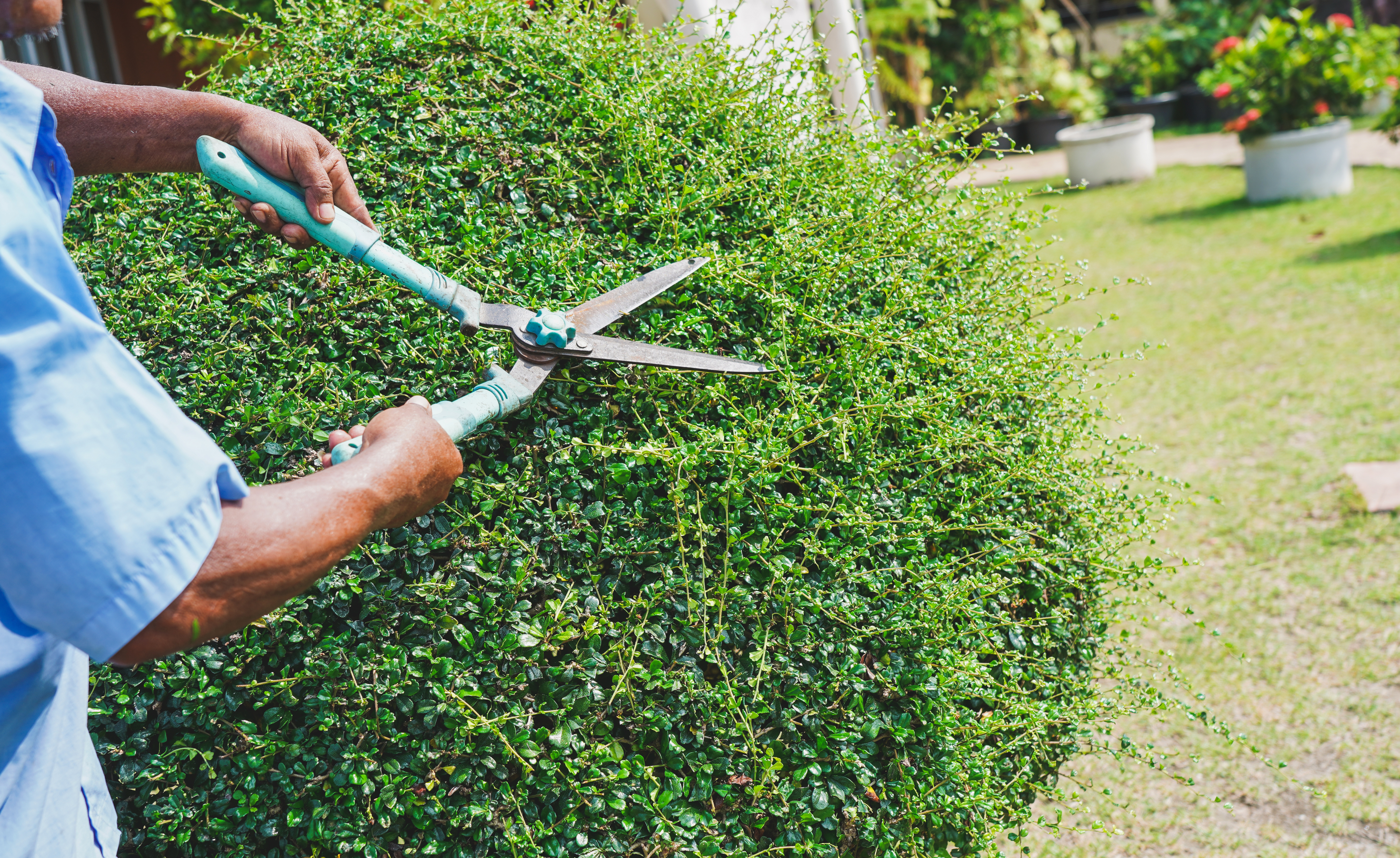 Professional Shrub Pruning Services for Northwest Houston Homeowners
